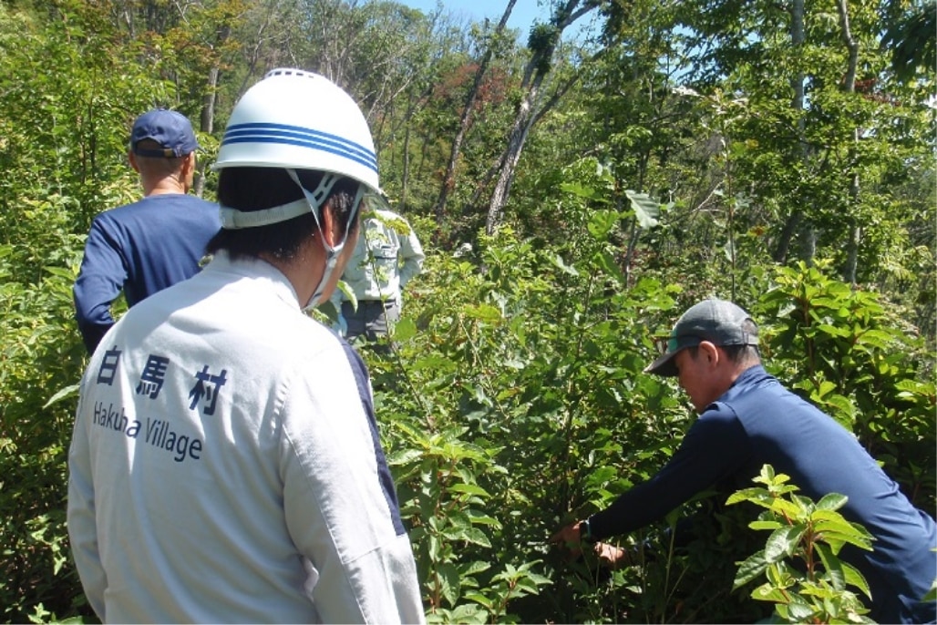 白馬村のナラ枯れ対策