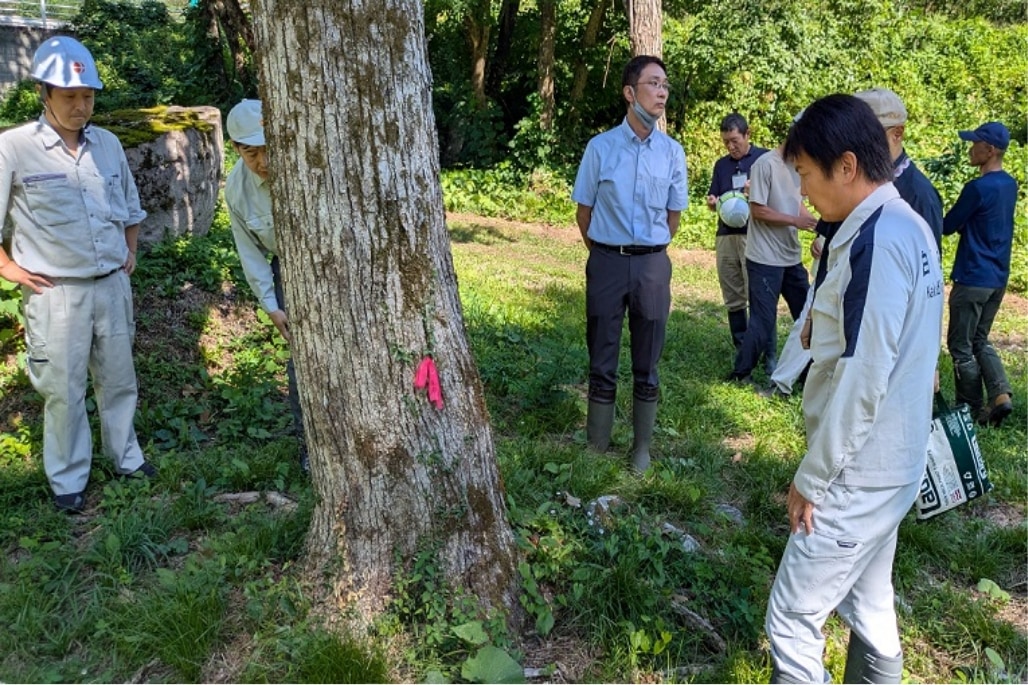 白馬村のナラ枯れ対策